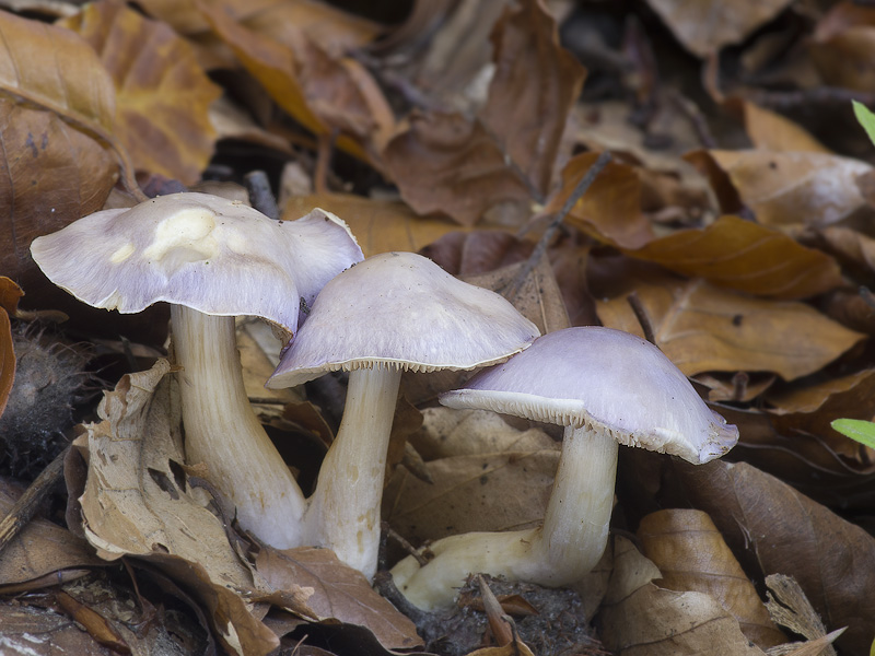 Cortinarius croceocaeruleus